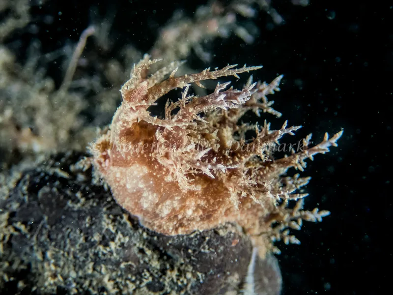 Dendronotus europaeus - Hvenprammen - Foto: Kenneth Krull