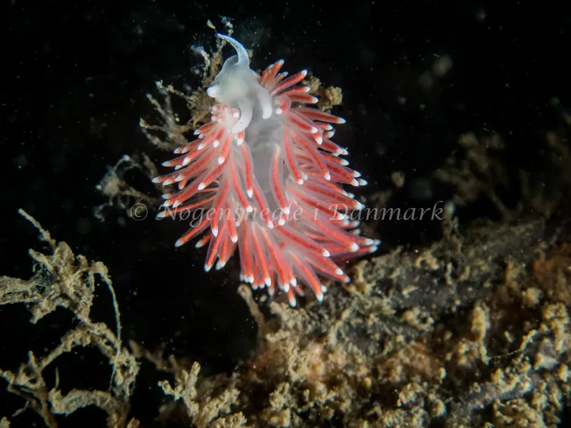 Carronella pellucida - Hvenprammen - Foto: Kenneth Krull