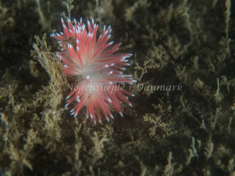 Carronella pellucida - Hvenprammen - Foto: Kenneth Krull