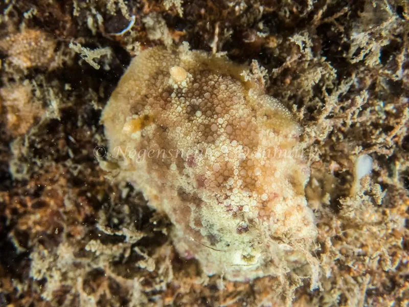 Doris pseudoargus - Hvenprammen - Foto: Kenneth Krull