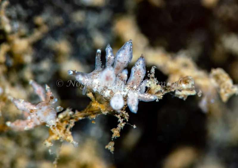 Eubranchus exiguus - Ammoniakhavnen - Foto: Tina Hindal