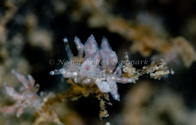 Eubranchus exiguus - Ammoniakhavnen - Foto: Tina Hindal