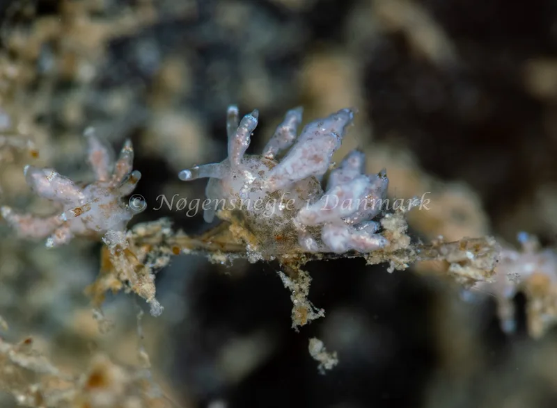 Eubranchus exiguus - Ammoniakhavnen - Foto: Tina Hindal