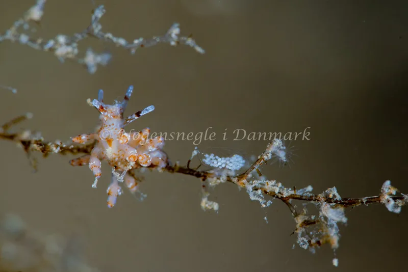 Eubranchus exiguus - Ammoniakhavnen - Foto: Tina Hindal