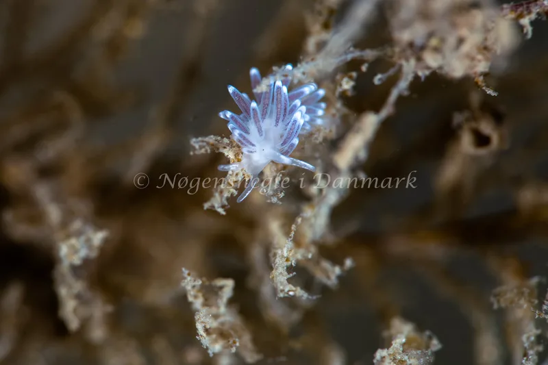 Cuthonella concinna - Ammoniakhavnen - Foto: Tina Hindal