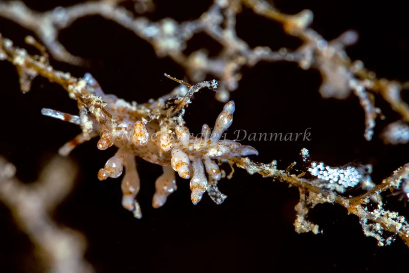 Eubranchus exiguus - Ammoniakhavnen - Foto: Tina Hindal