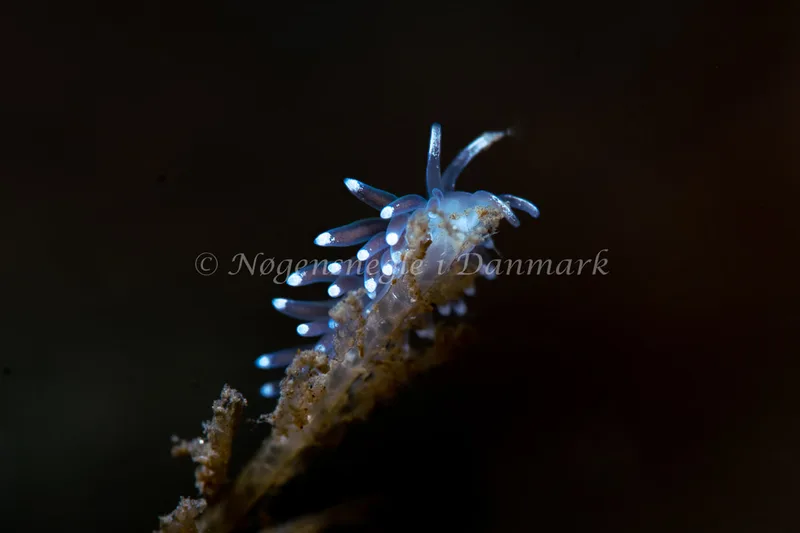 Cuthonella concinna - Ammoniakhavnen - Foto: Tina Hindal