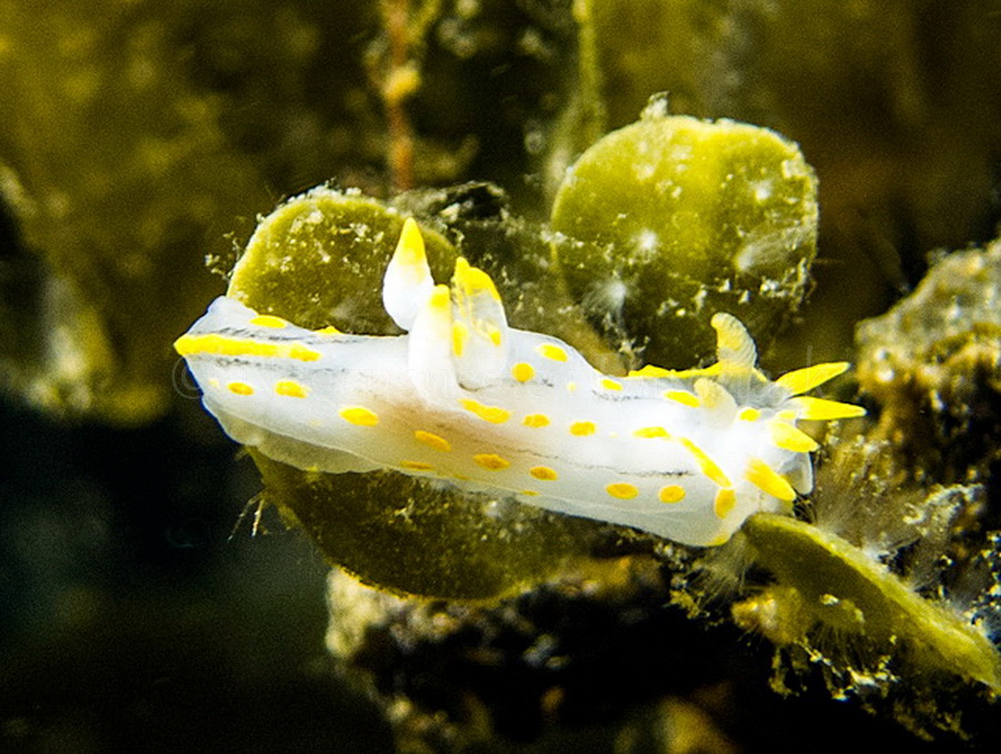 Foto: Hrumpff ....... Polycera quadrilineata - www.nudibranchia.dk - Nøgensnegle i Danmark