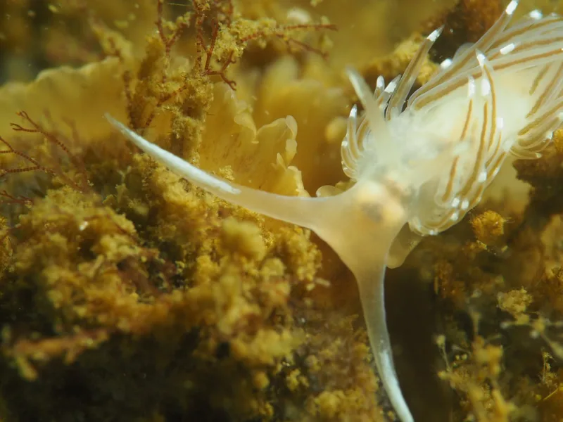 Facelina bostoniensis - Munkholmbroen - Foto: Ole Dreyer