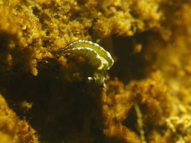 Elysia viridis - Munkholmbroen - Foto: Ole Dreyer