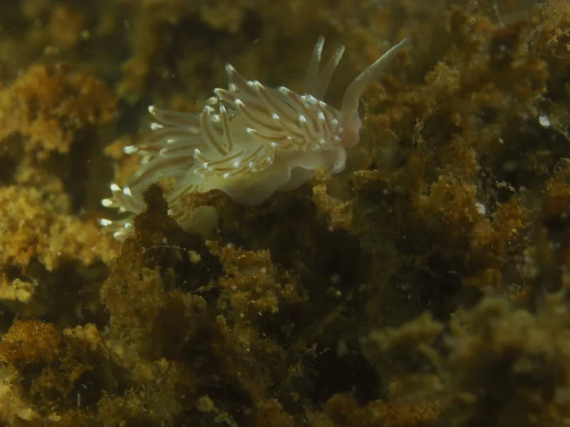 Facelina bostoniensis - Munkholmbroen - Foto: Ole Dreyer