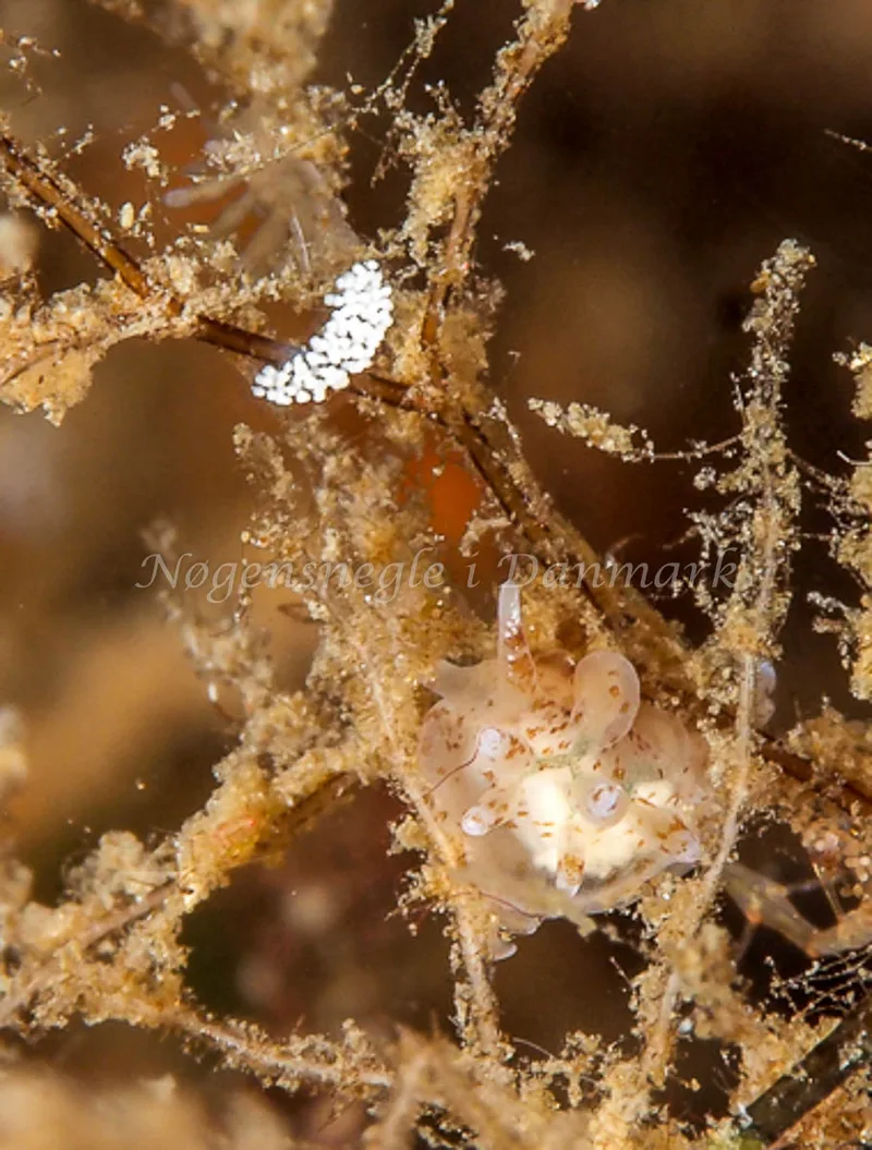 Eubranchus rupium - Munkholmbroen - Foto: Dave Holland