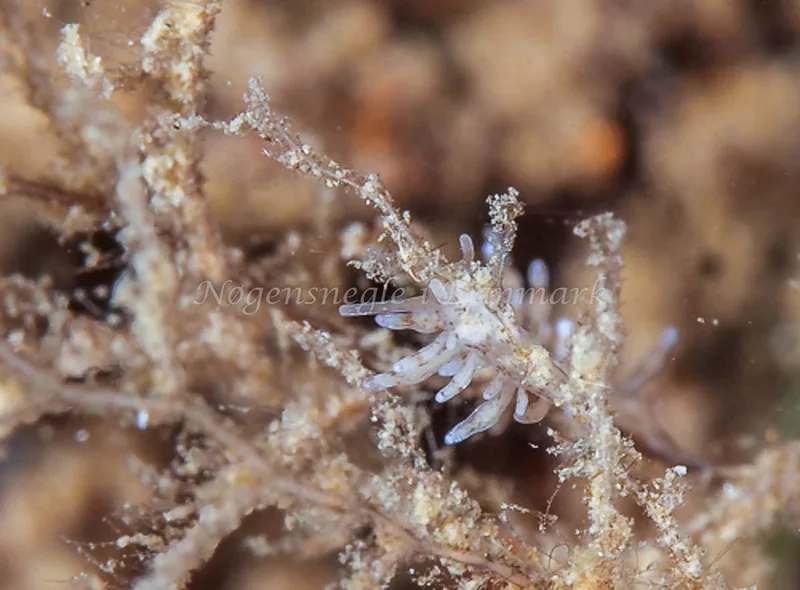 Eubranchus rupium - Munkholmbroen - Foto: Dave Holland