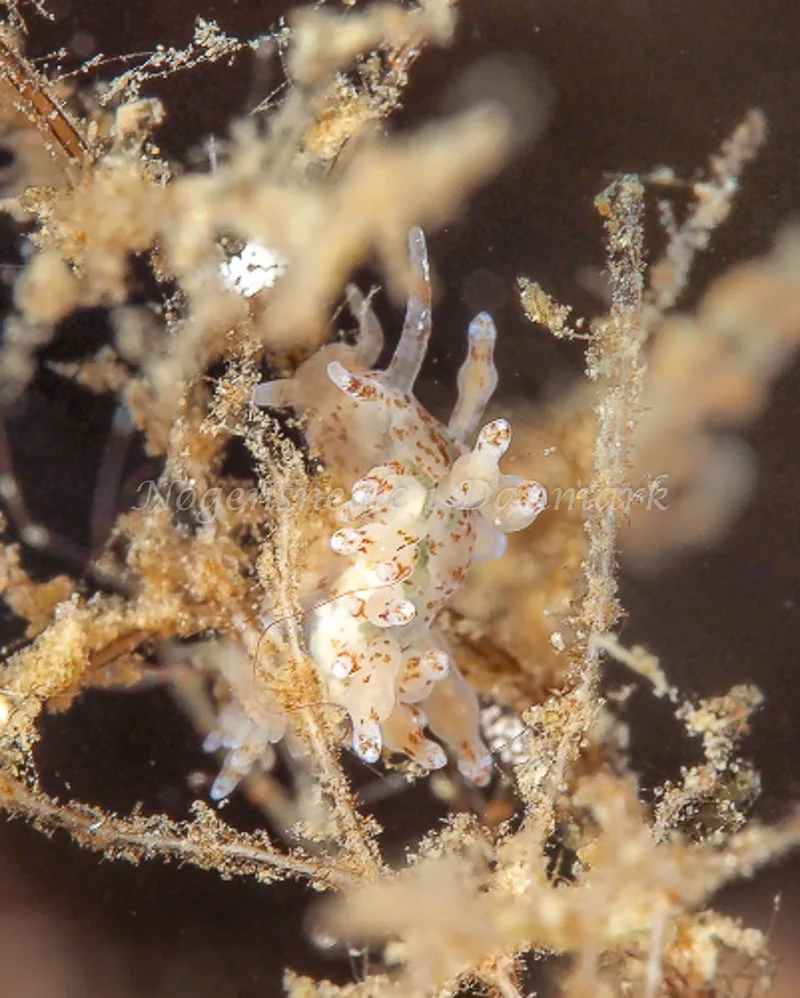 Eubranchus rupium - Munkholmbroen - Foto: Dave Holland
