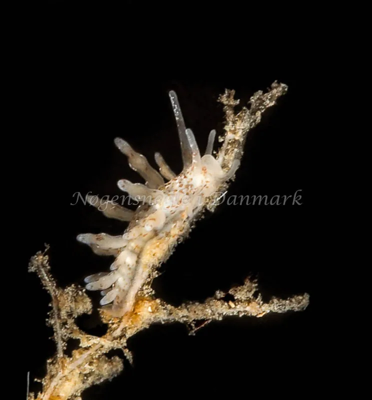 Eubranchus rupium - Munkholmbroen - Foto: Dave Holland