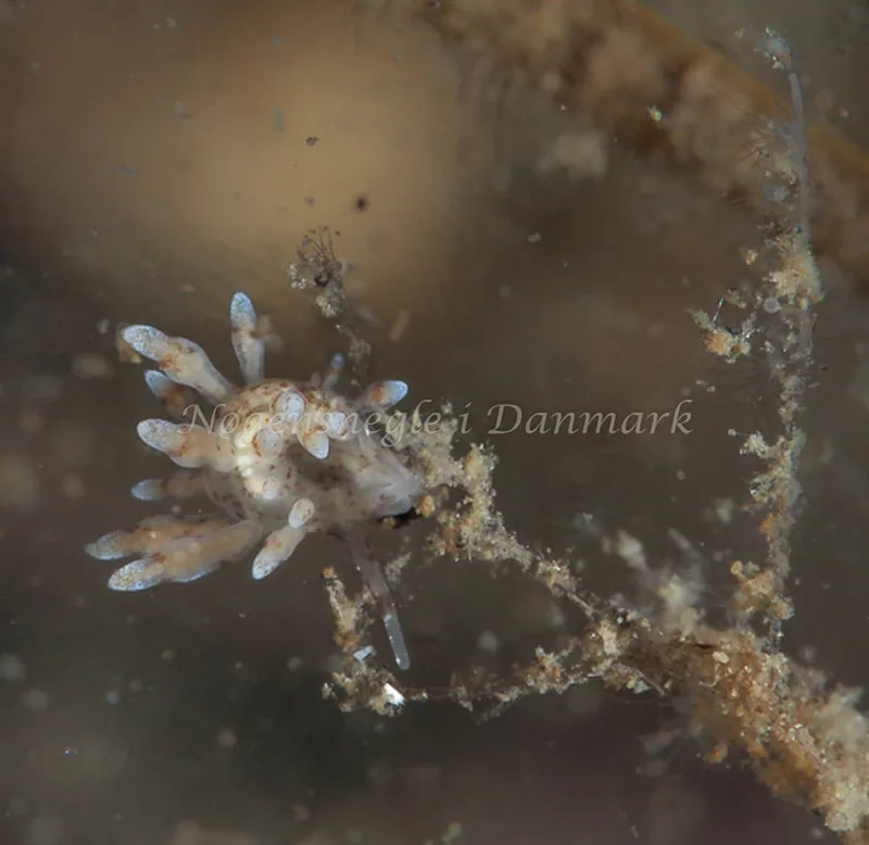 Eubranchus rupium - Munkholmbroen - Foto: Dave Holland