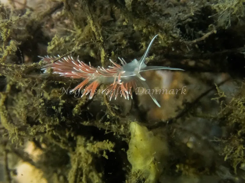 Fjordia lineata - Anemonevraget (Vrag) - Foto: Kenneth Krull