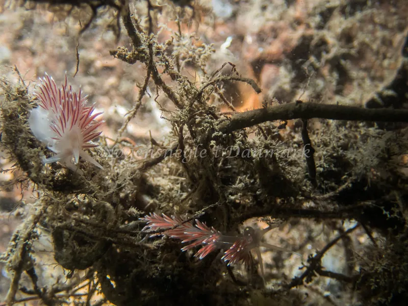 Fjordia lineata - Anemonevraget (Vrag) - Foto: Kenneth Krull