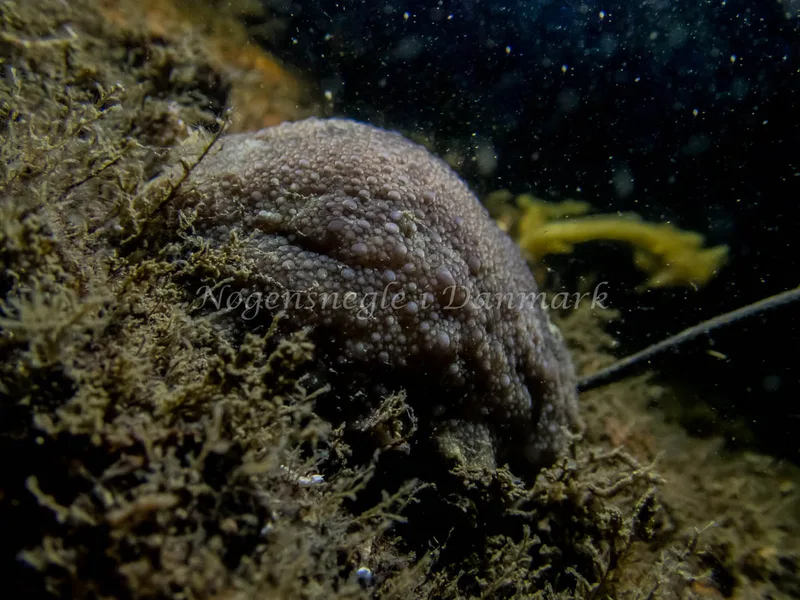 Doris pseudoargus - Anemonevraget (Vrag) - Foto: Kenneth Krull