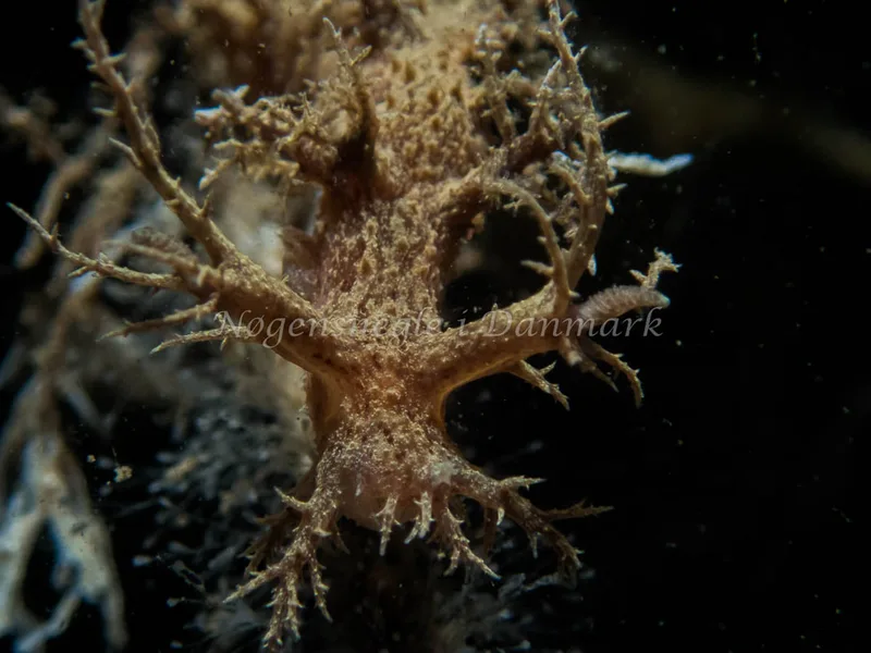 Dendronotus frondosus - Anemonevraget (Vrag) - Foto: Kenneth Krull