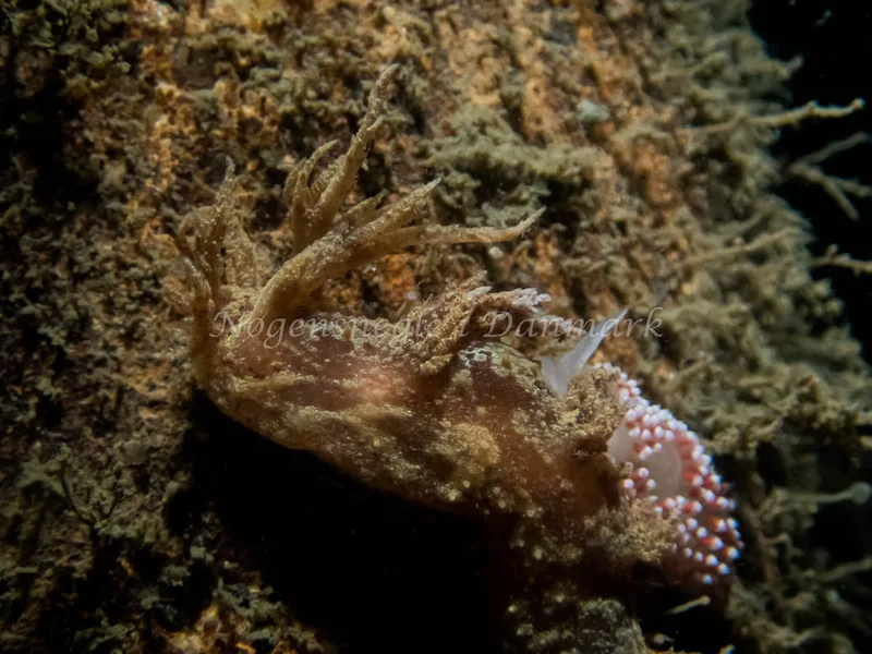 Dendronotus frondosus - Anemonevraget (Vrag) - Foto: Kenneth Krull