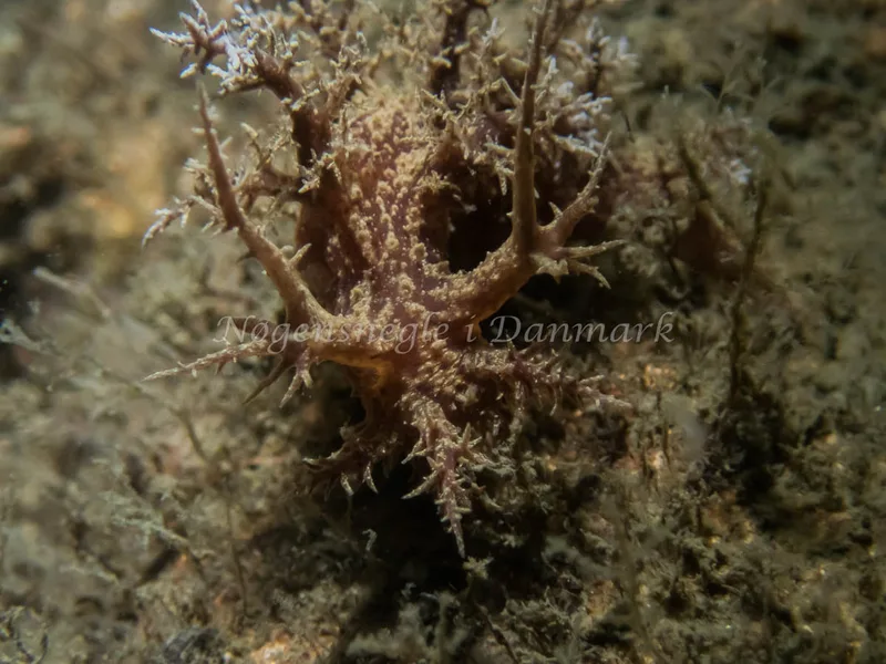 Dendronotus europaeus - Anemonevraget (Vrag) - Foto: Kenneth Krull