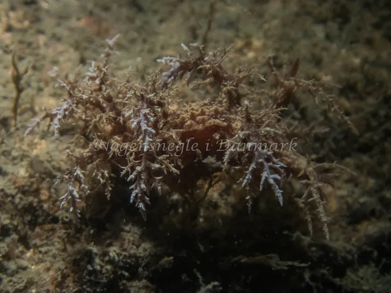Dendronotus europaeus - Anemonevraget (Vrag) - Foto: Kenneth Krull