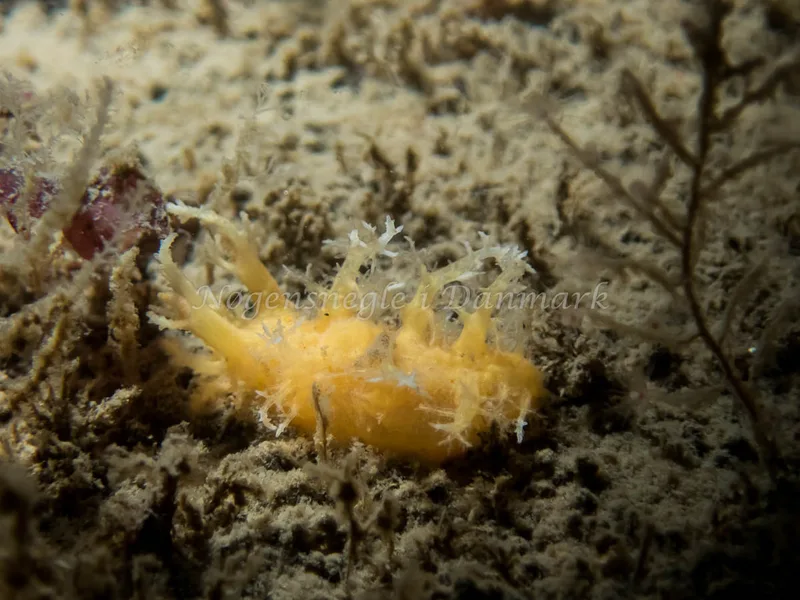 Dendronotus europaeus - Cementbåden (Vrag) - Foto: Kenneth Krull