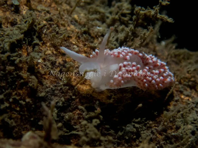 Coryphella verrucosa - Anemonevraget (Vrag) - Foto: Kenneth Krull
