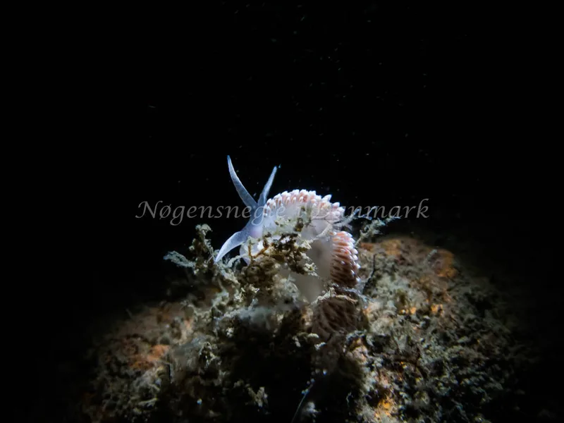 Coryphella verrucosa - Anemonevraget (Vrag) - Foto: Kenneth Krull