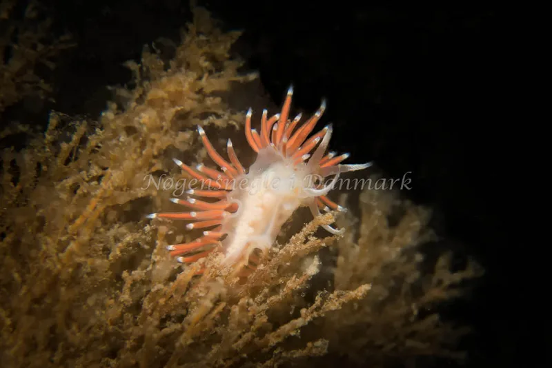 Microchlamylla gracilis - Oddesundbroen - Foto: Klaus Kevin Kristensen