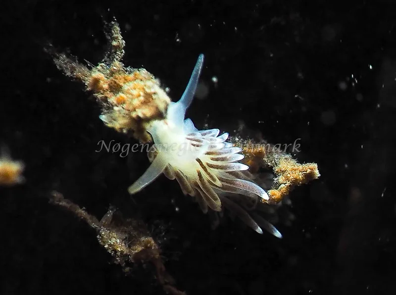 Cuthonella concinna - Ammoniakhavnen - Foto: Jens Egon Jørgensen