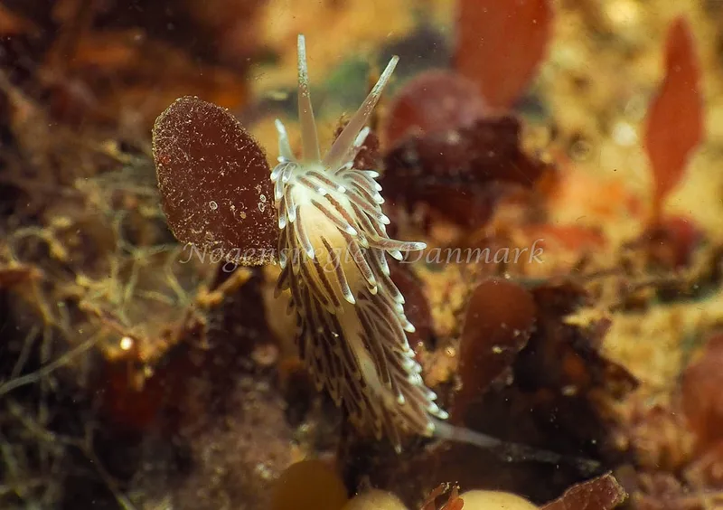 Cuthonella concinna - Ammoniakhavnen - Foto: Jens Egon Jørgensen