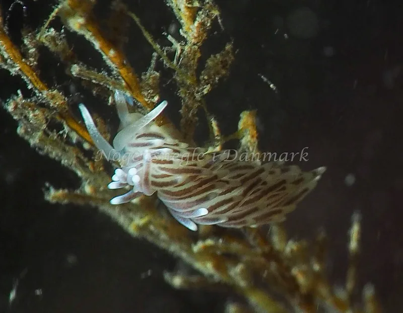 Cuthonella concinna - Ammoniakhavnen - Foto: Jens Egon Jørgensen