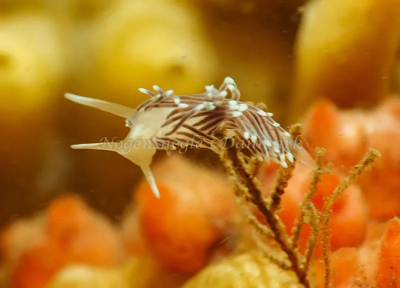 Cuthonella concinna - Ammoniakhavnen - Foto: Jens Egon Jørgensen