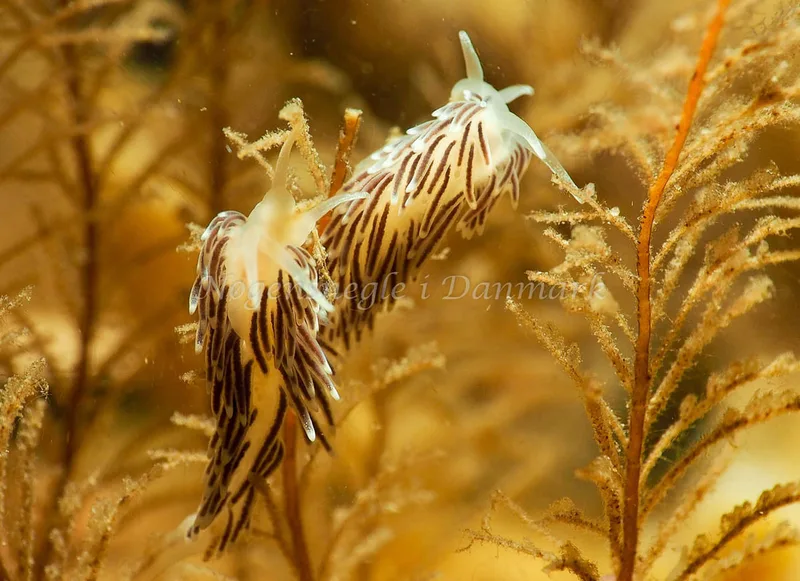 Cuthonella concinna - Ammoniakhavnen - Foto: Jens Egon Jørgensen