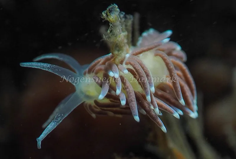 Cuthonella concinna - Ammoniakhavnen - Foto: Jens Egon Jørgensen