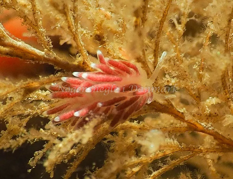 Cuthonella concinna - Ammoniakhavnen - Foto: Jens Egon Jørgensen