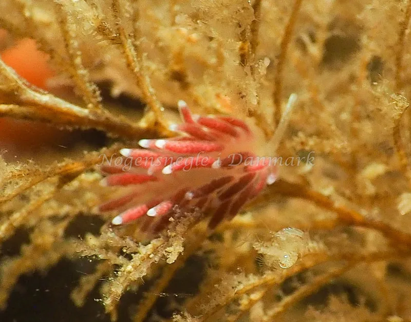 Cuthonella concinna - Ammoniakhavnen - Foto: Jens Egon Jørgensen