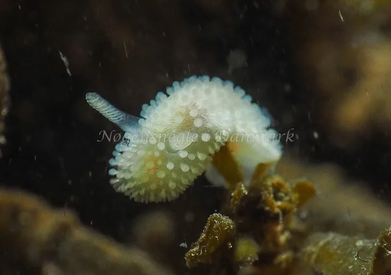 Onchidoris muricata - Ammoniakhavnen - Foto: Jens Egon Jørgensen