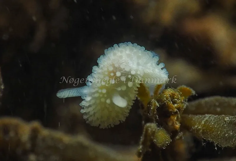 Onchidoris muricata - Ammoniakhavnen - Foto: Jens Egon Jørgensen