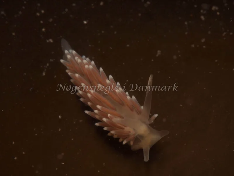 Cuthonella concinna - Ammoniakhavnen - Foto: Dave Holland