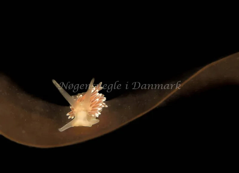 Cuthonella concinna - Ammoniakhavnen - Foto: Dave Holland