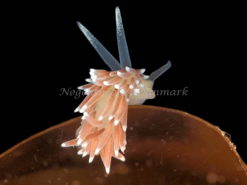Cuthonella concinna - Ammoniakhavnen - Foto: Dave Holland