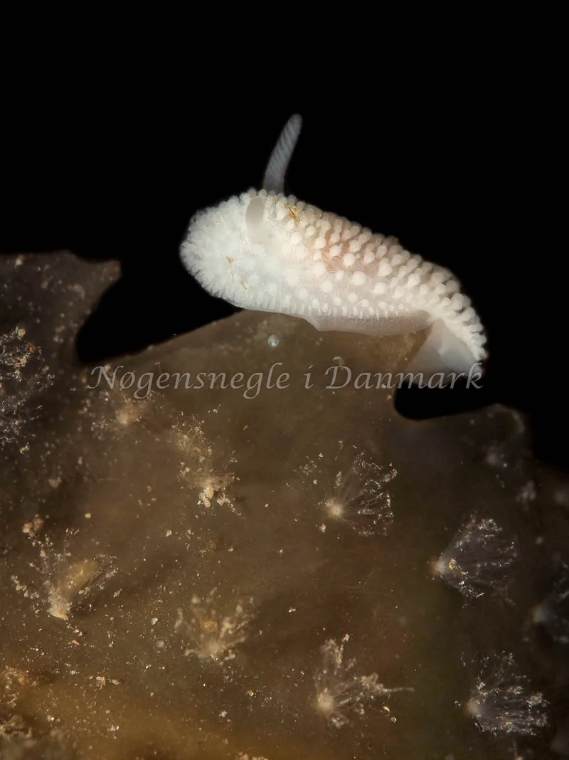 Onchidoris muricata - Ammoniakhavnen - Foto: Dave Holland