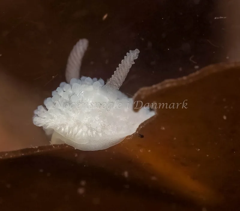 Onchidoris muricata - Ammoniakhavnen - Foto: Dave Holland