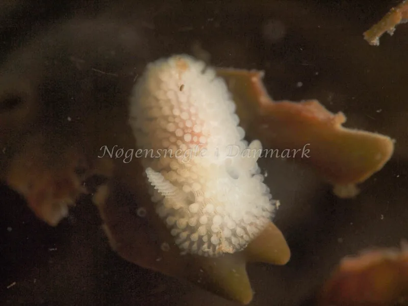 Onchidoris muricata - Ammoniakhavnen - Foto: Dave Holland