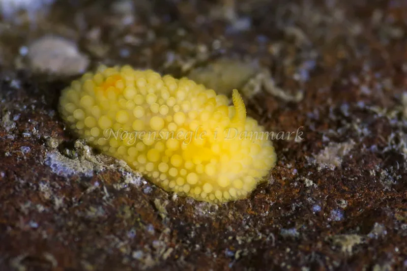 Onchidoris muricata - Søbadet - Foto: Annette Jørgensen