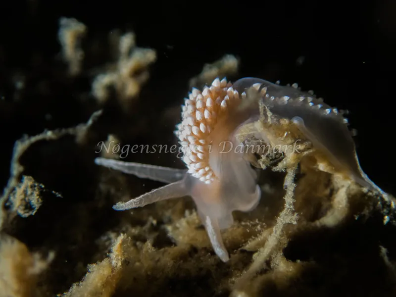Coryphella verrucosa - Otto S/S (Vrag) - Foto: Kenneth Krull