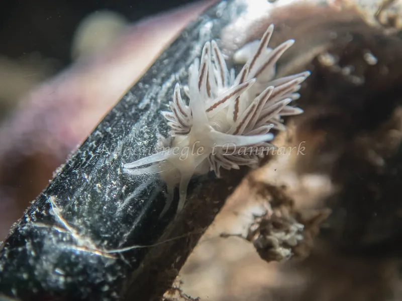 Cuthonella concinna - Søbadet - Foto: Kenneth Krull